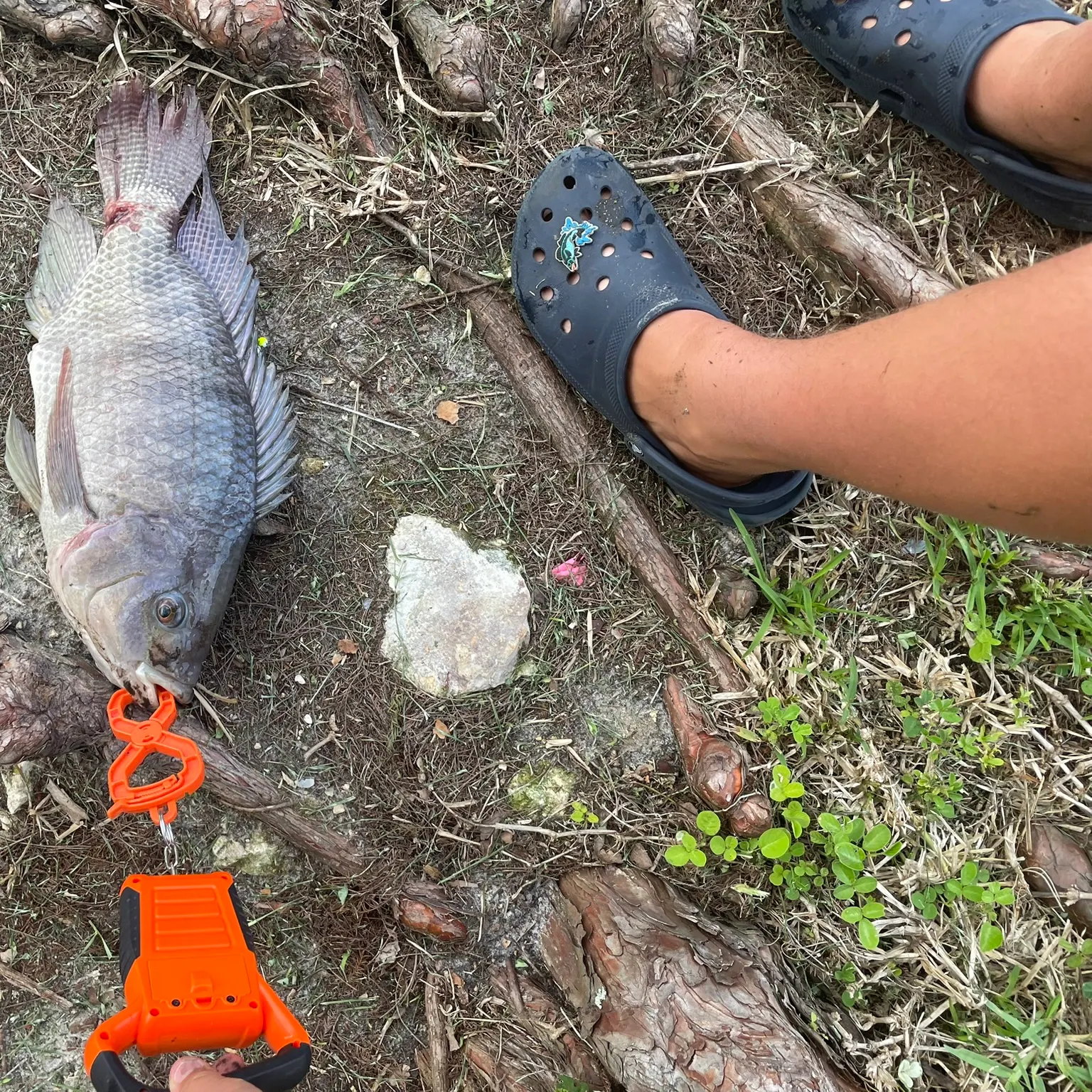 The most recent Blue tilapia catches on Fishbrain