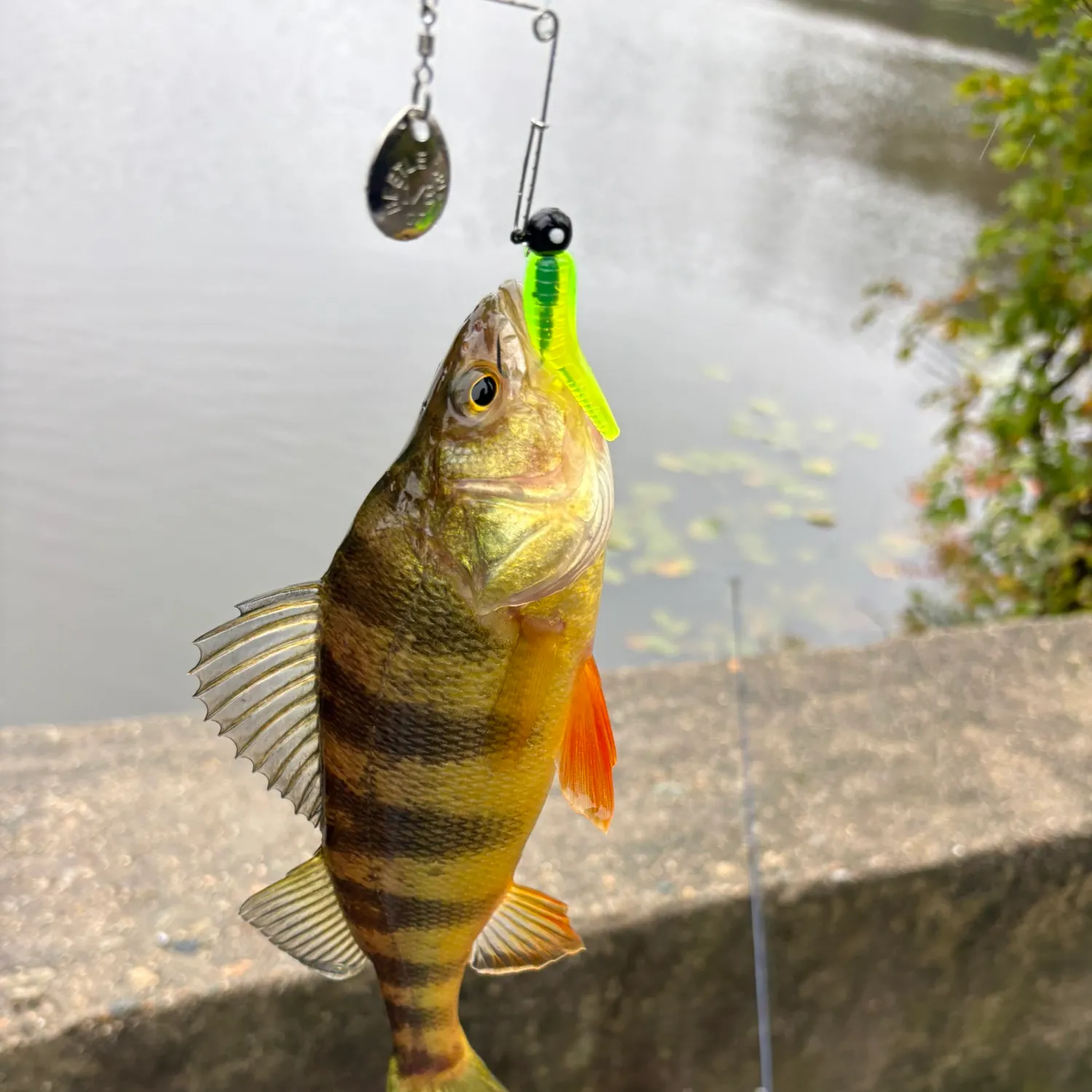Yellow perch caught on Fishbrain