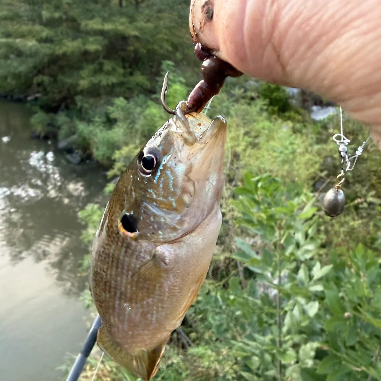 Green sunfish caught on Fishbrain