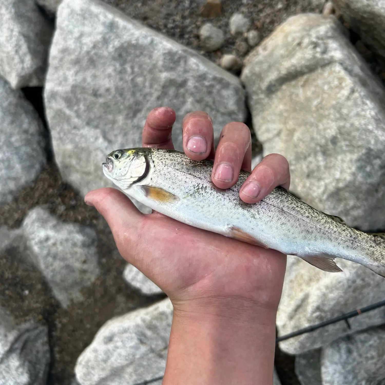 Rainbow trout caught on Fishbrain