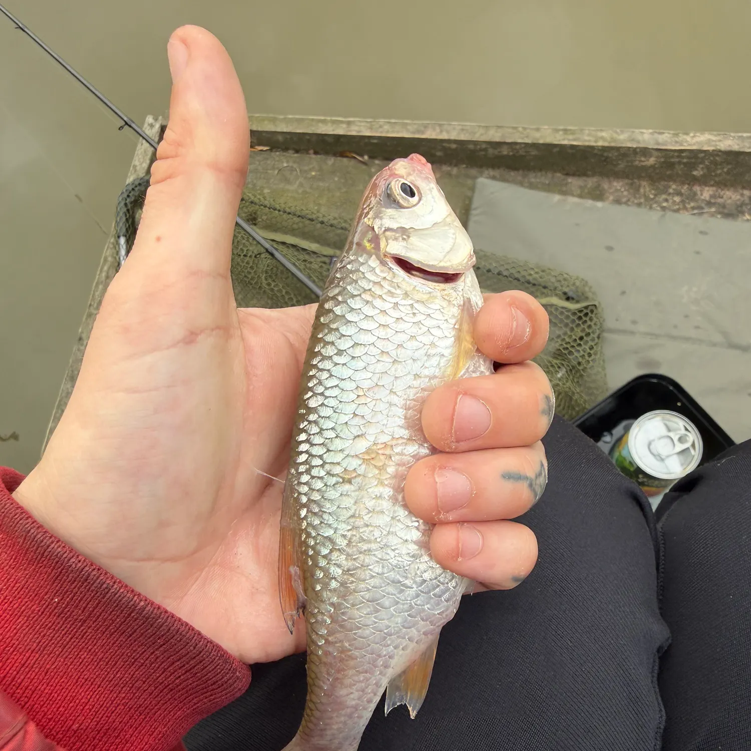 Common roach caught on Fishbrain