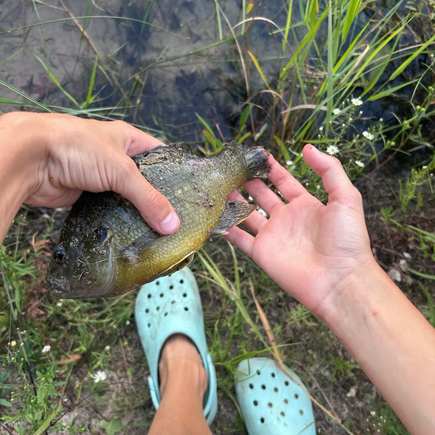 Green sunfish caught on Fishbrain