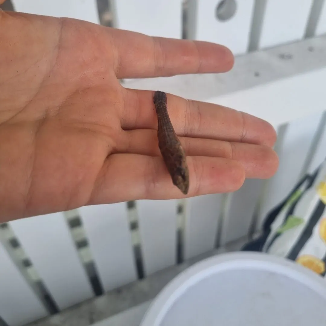 The most recent Duckbill sleeper catches on Fishbrain