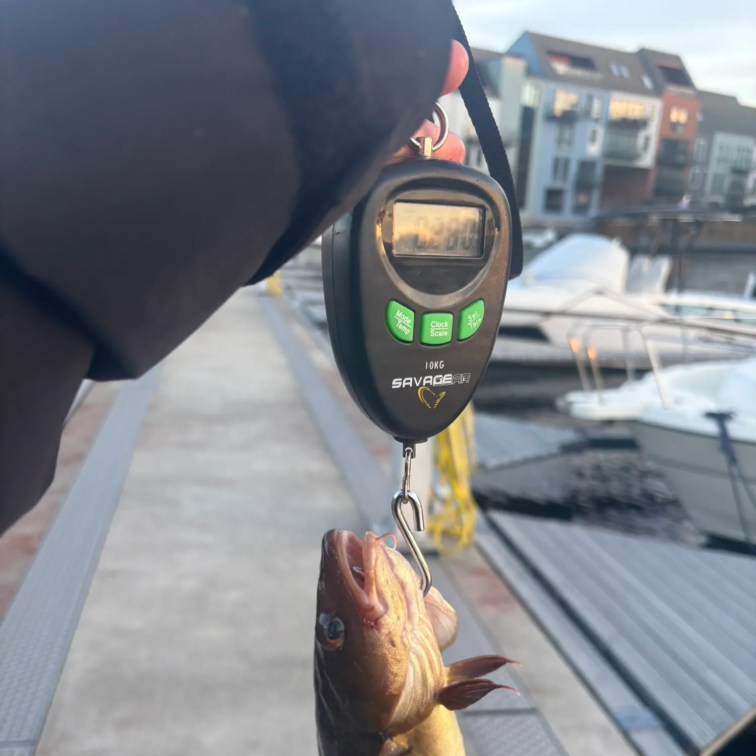 Atlantic cod caught on Fishbrain