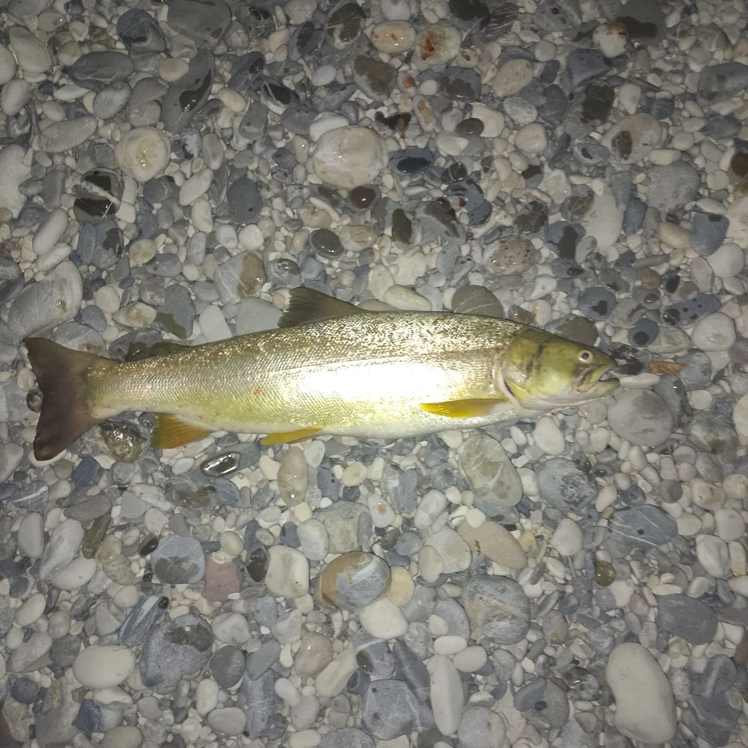 The most recent Marble trout catches on Fishbrain