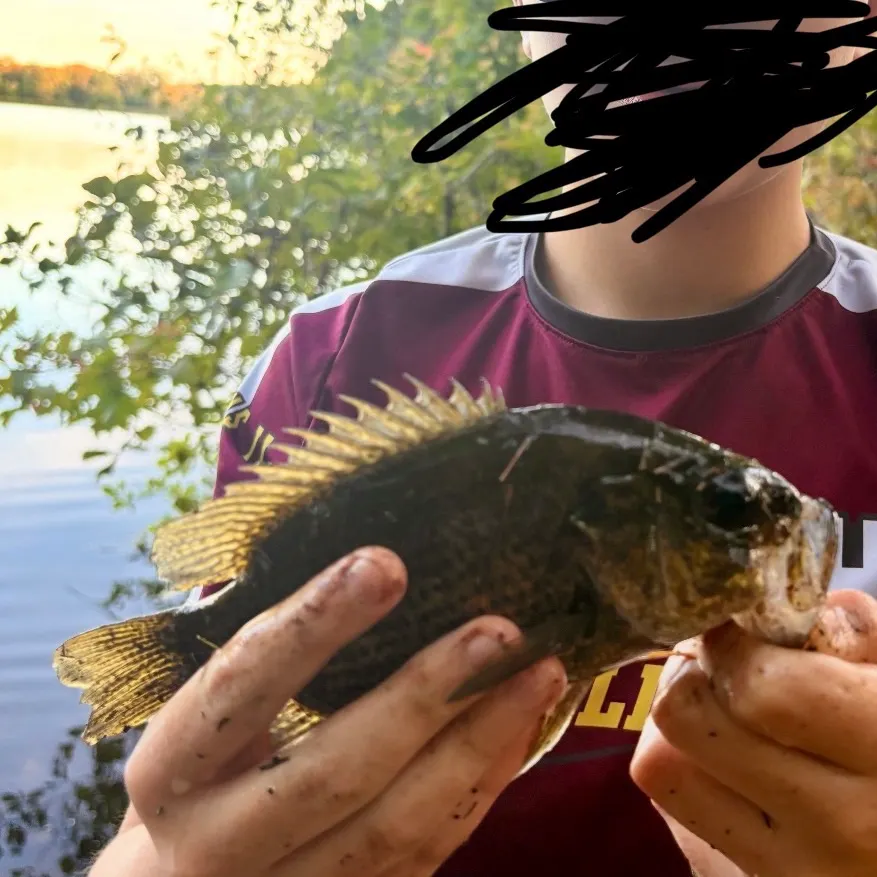 Rock bass caught on Fishbrain