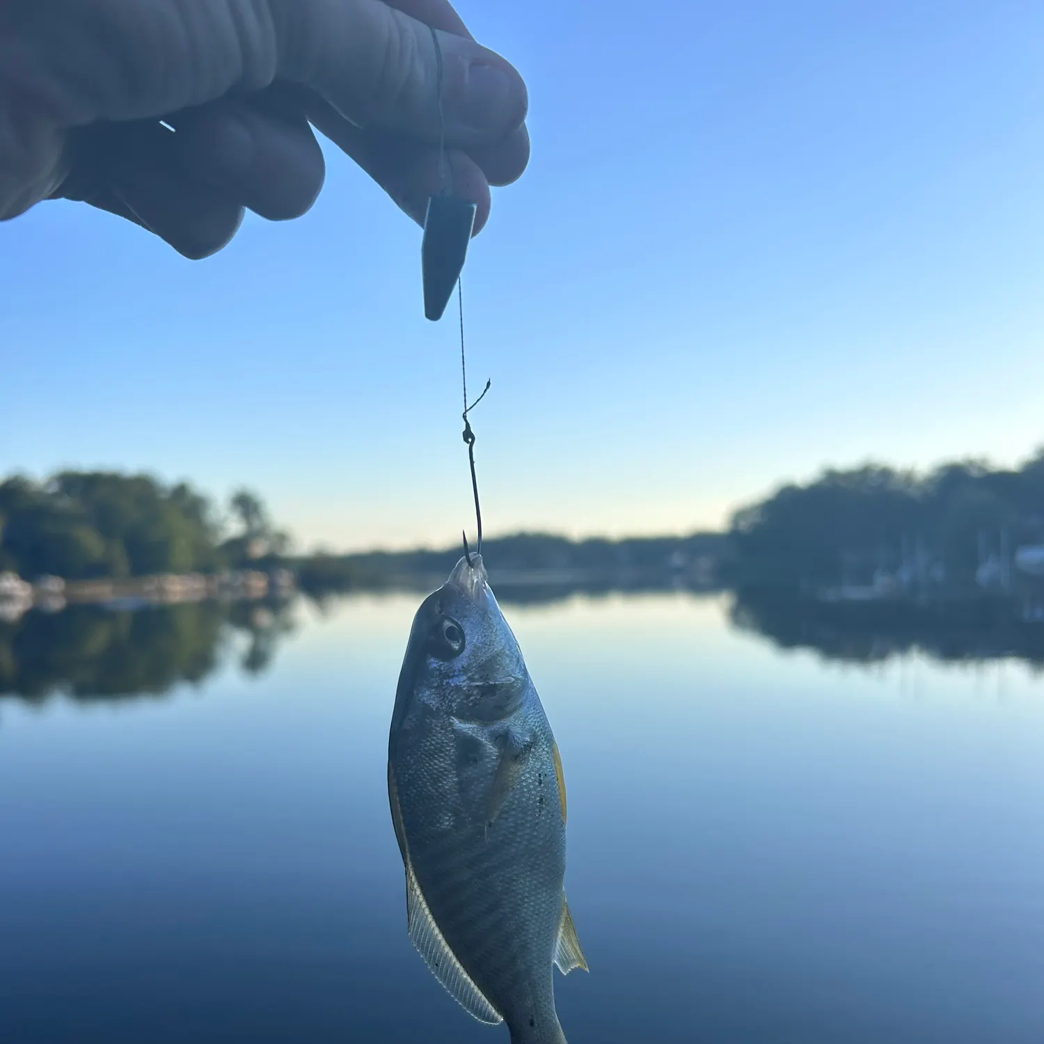 The most recent Bluestripe herring catches on Fishbrain