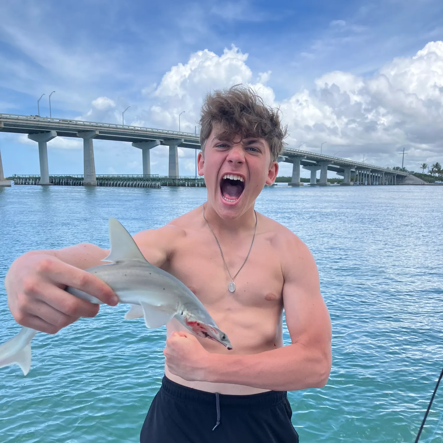 The most recent Bonnethead shark catches on Fishbrain