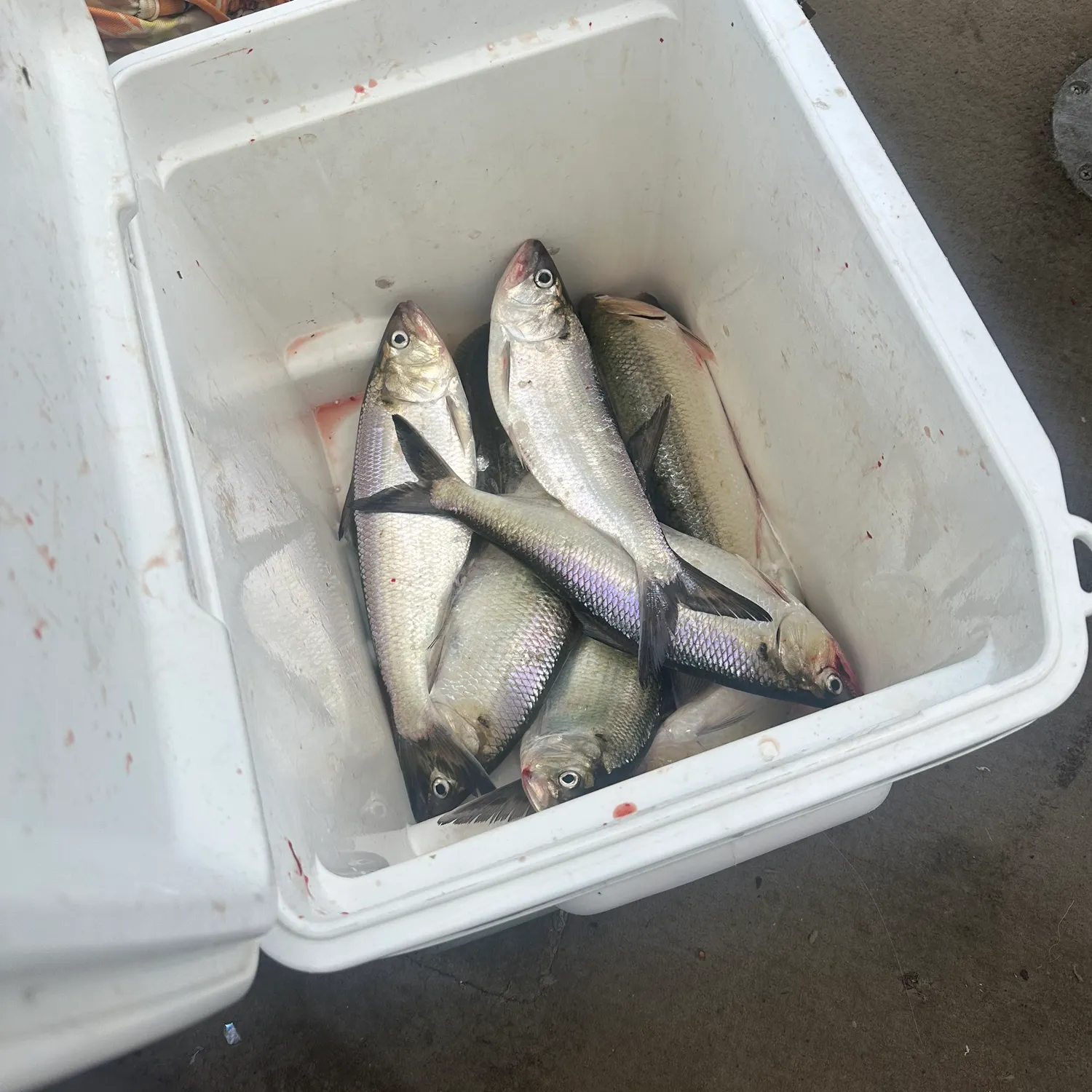 The most recent American shad catches on Fishbrain