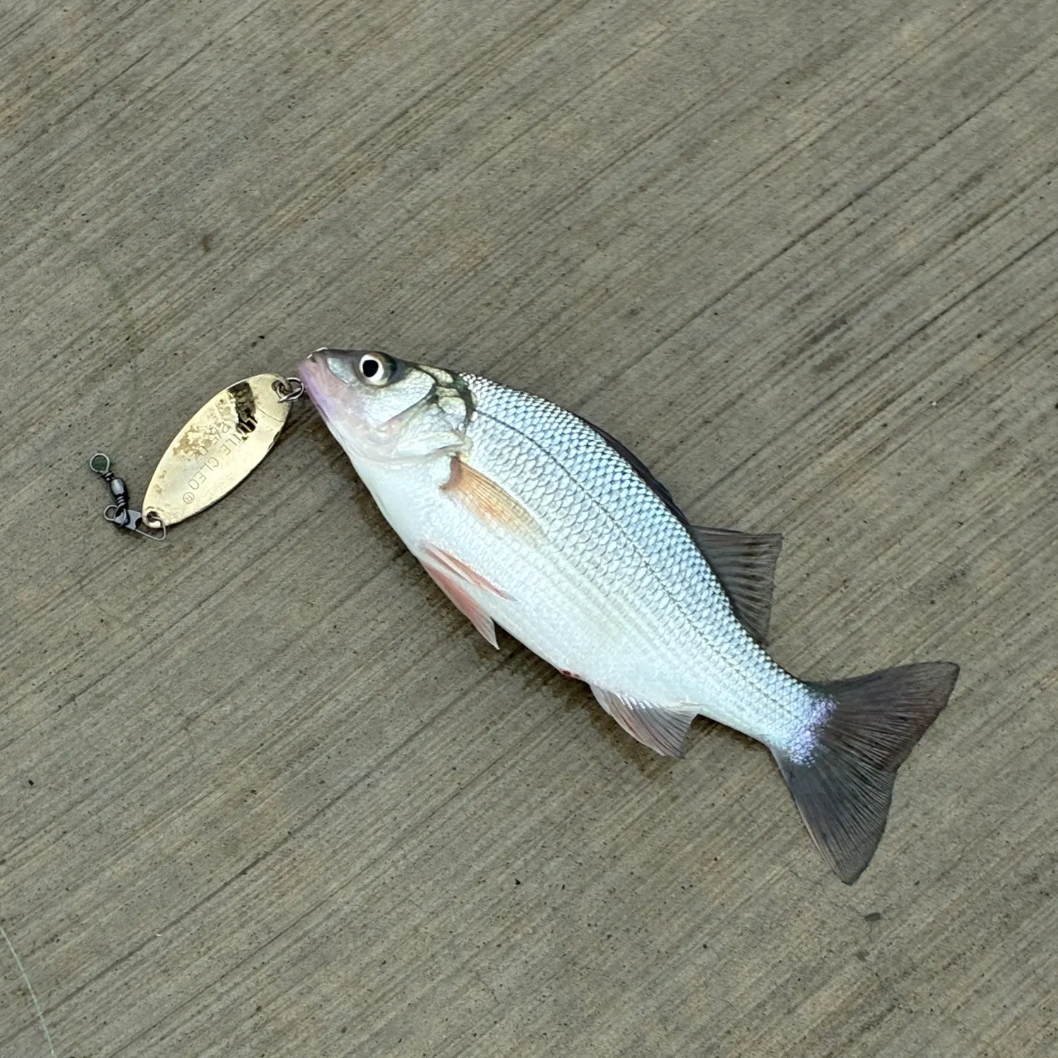 Sheepshead caught on Fishbrain