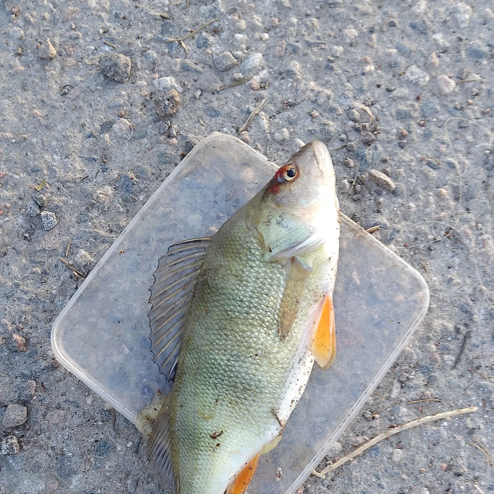 European perch caught on Fishbrain