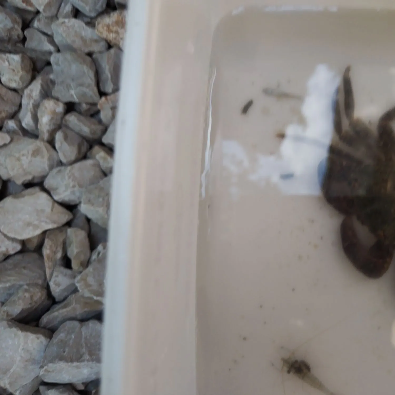 The most recent Blue swimmer crab catches on Fishbrain