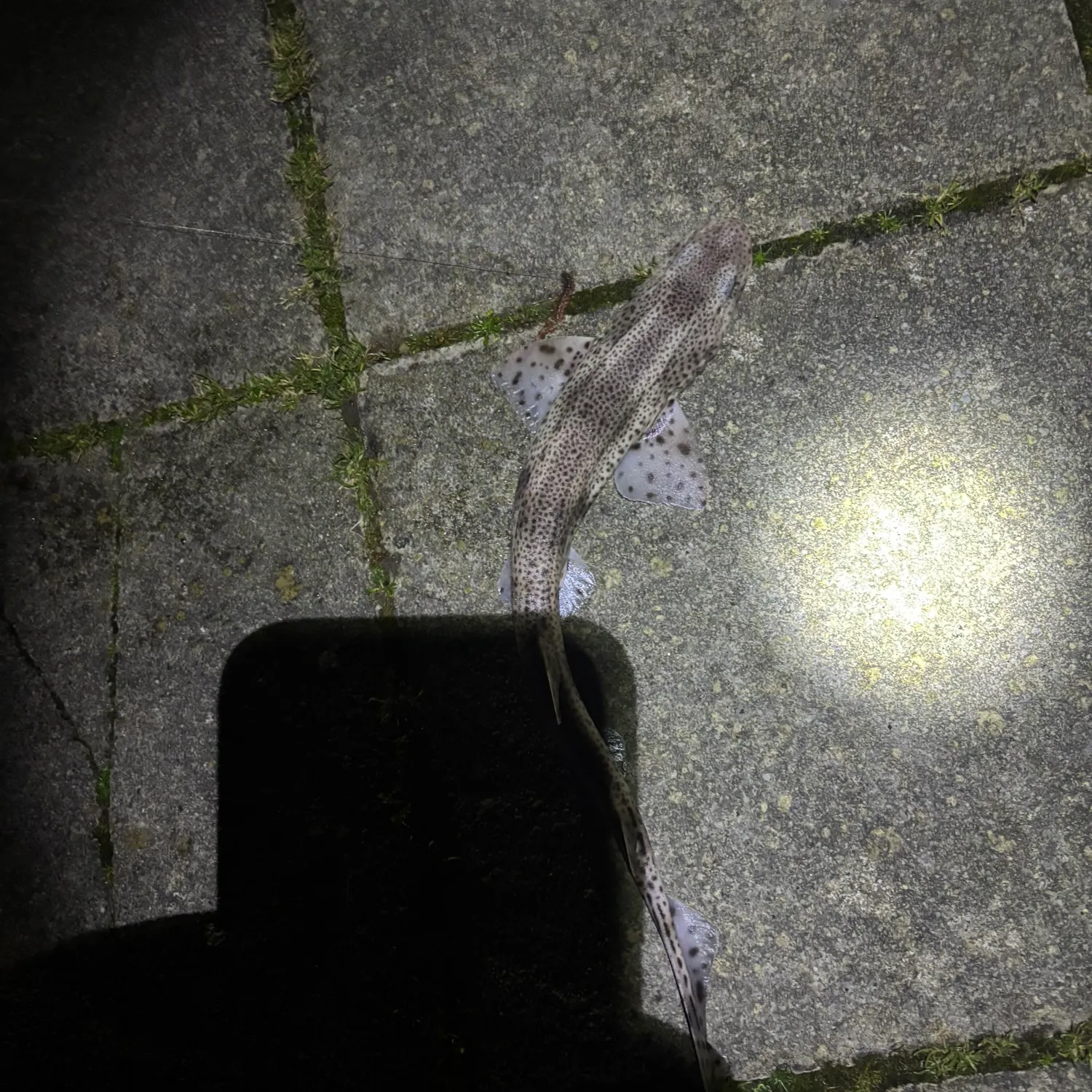 The most recent Lesser spotted dogfish catches on Fishbrain