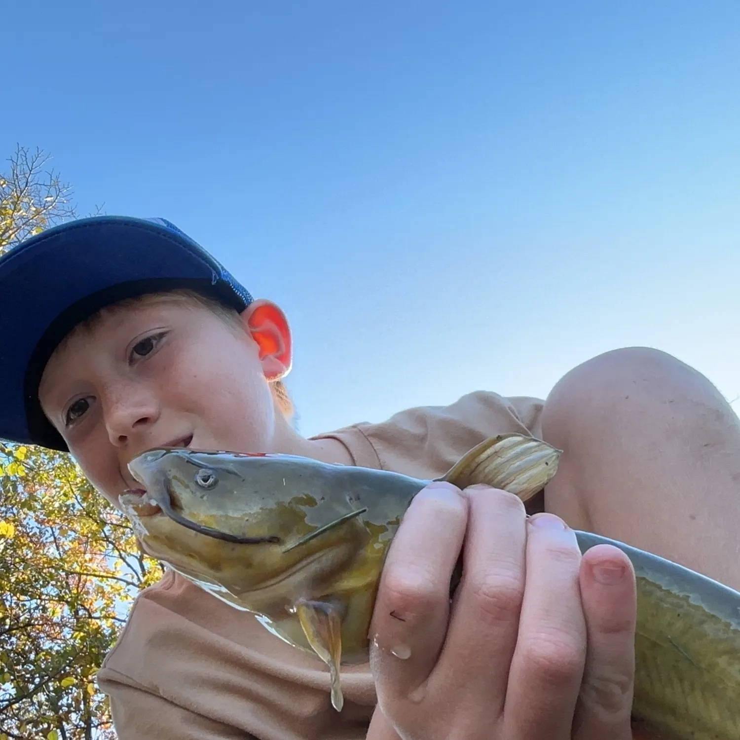 Yellow bullhead caught on Fishbrain