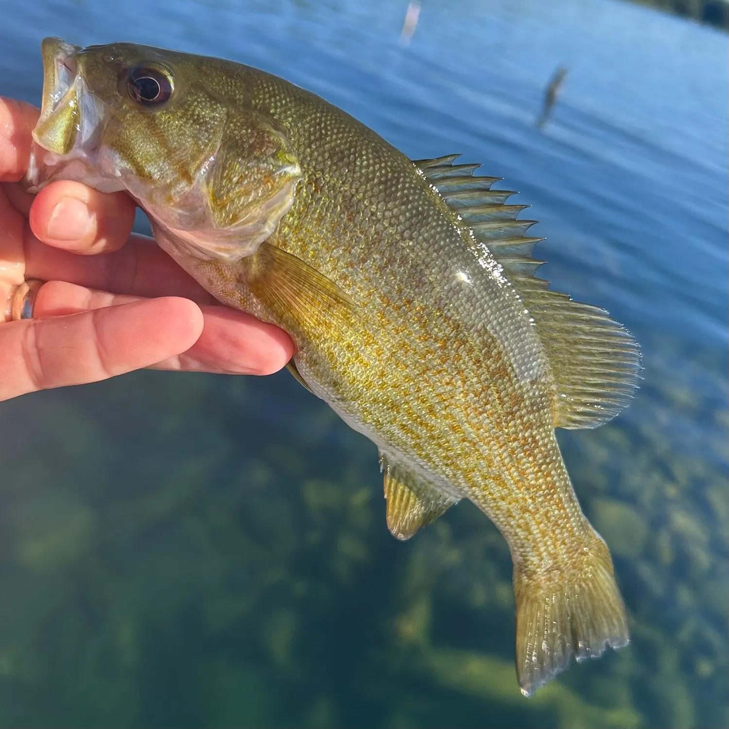 Smallmouth bass caught on Fishbrain