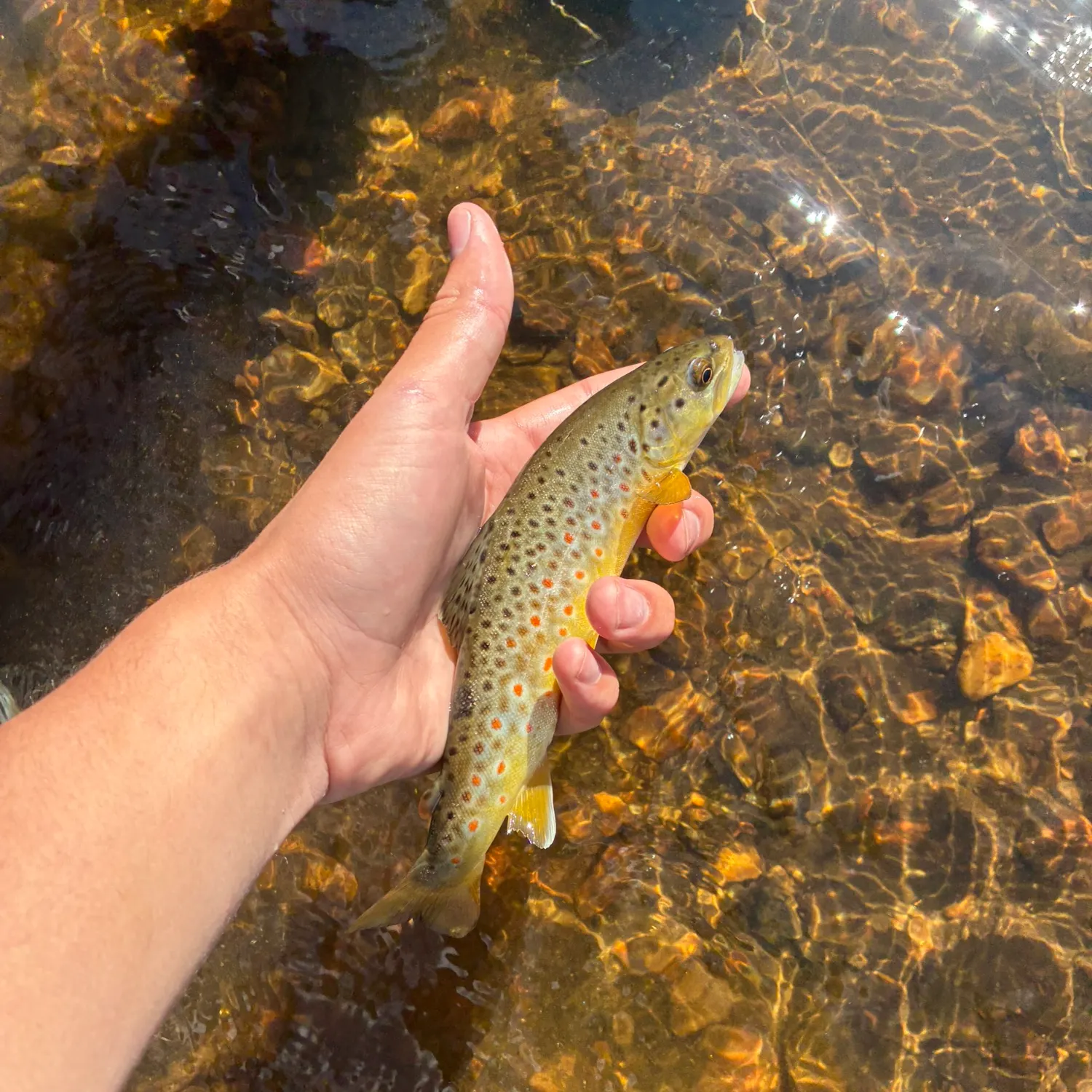 The most recent Brown trout catches on Fishbrain