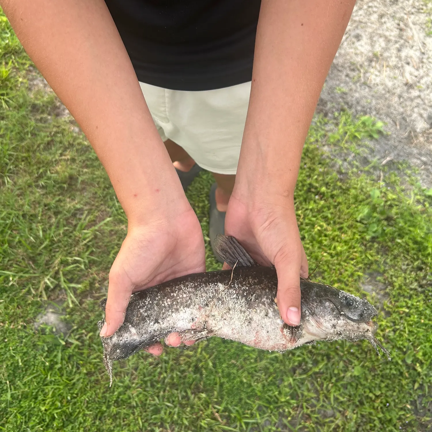 The most recent Spotted bullhead catches on Fishbrain