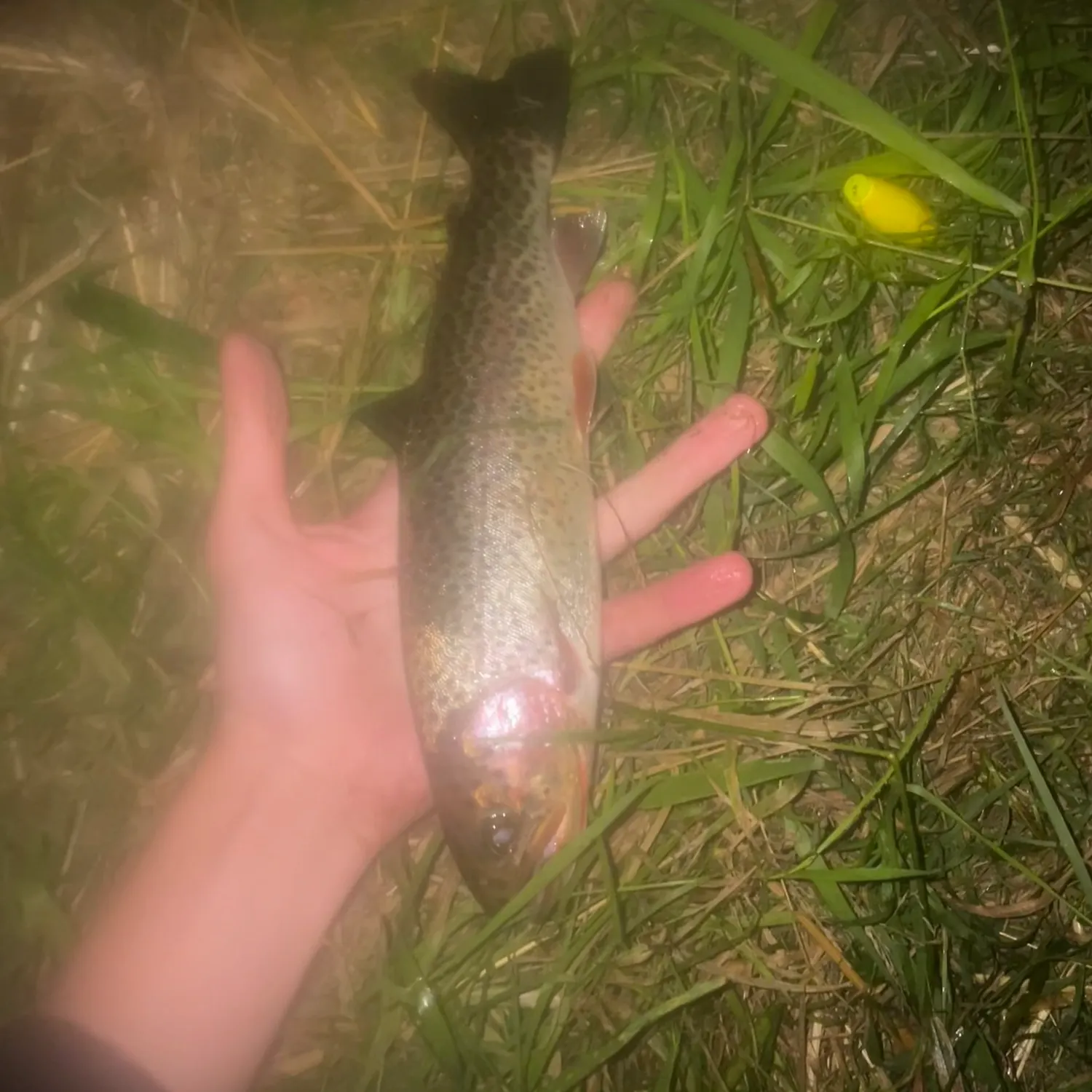Cutbow caught on Fishbrain