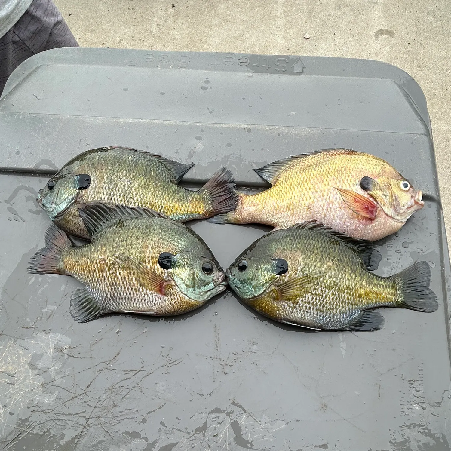 Bluegill caught on Fishbrain