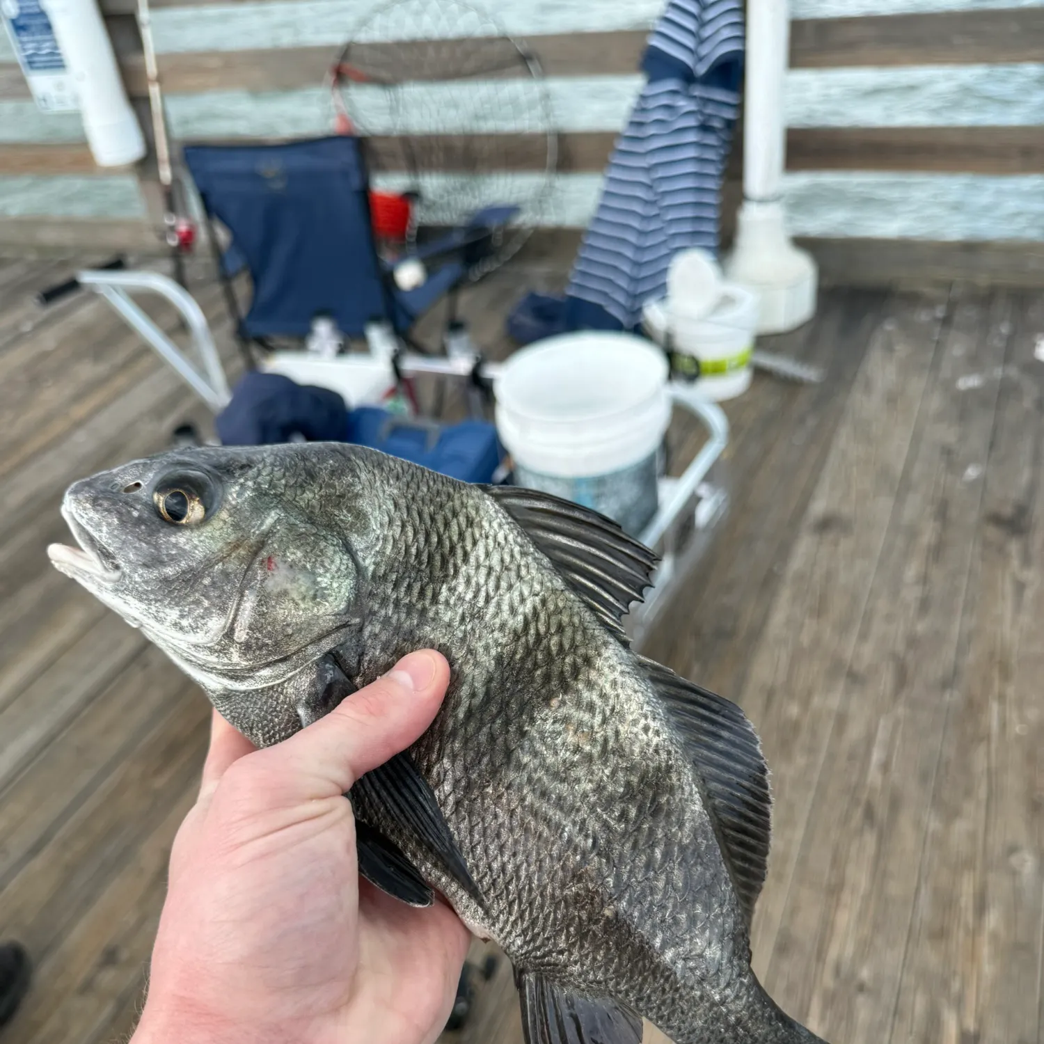 Black drum caught on Fishbrain
