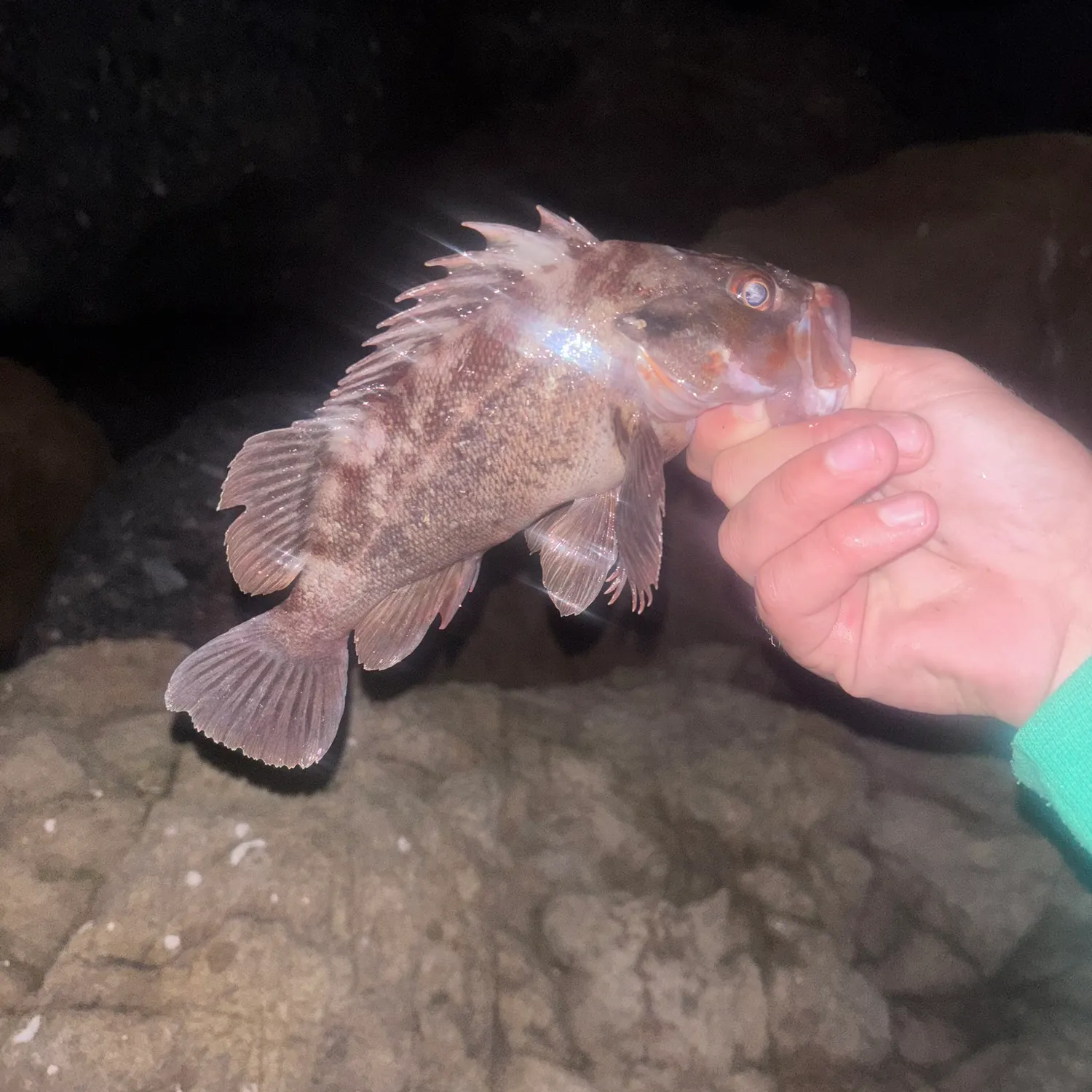 The most popular recent Brown rockfish catch on Fishbrain