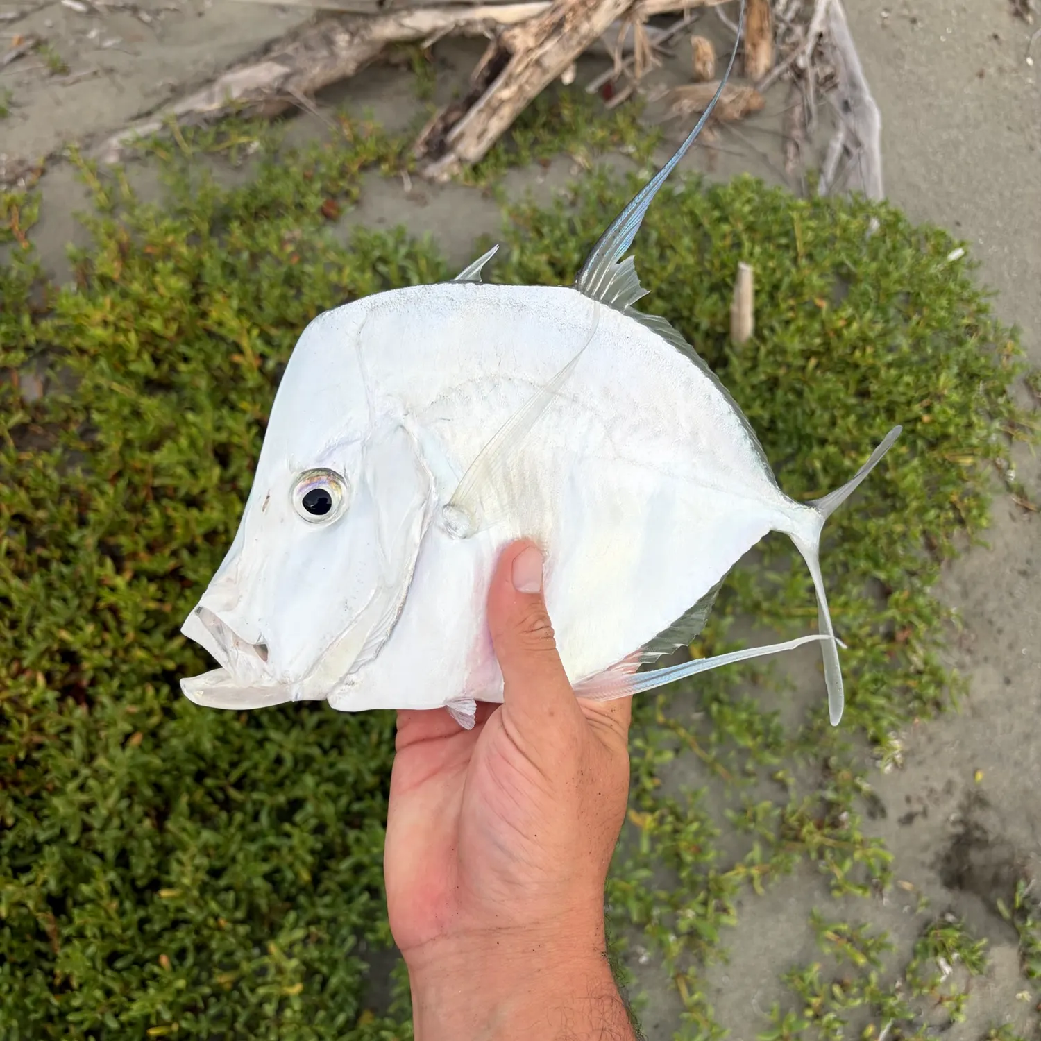 Lookdown caught on Fishbrain