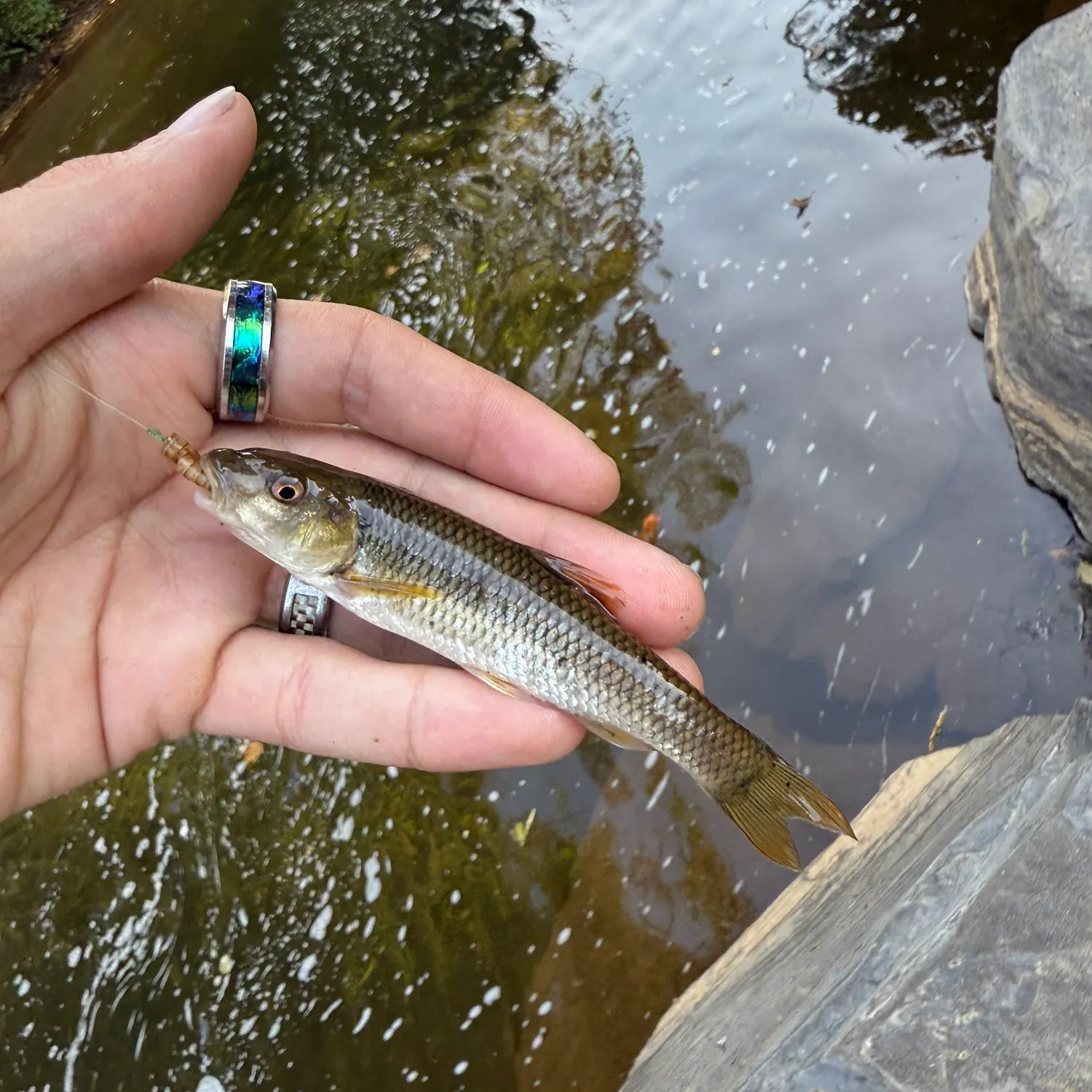 The most recent Redspot chub catches on Fishbrain