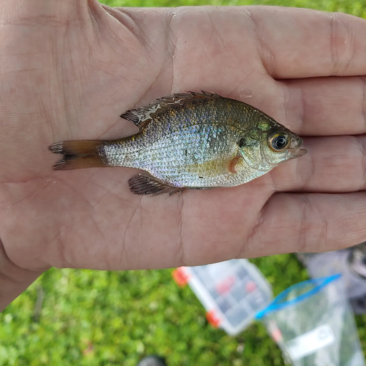 angler catch