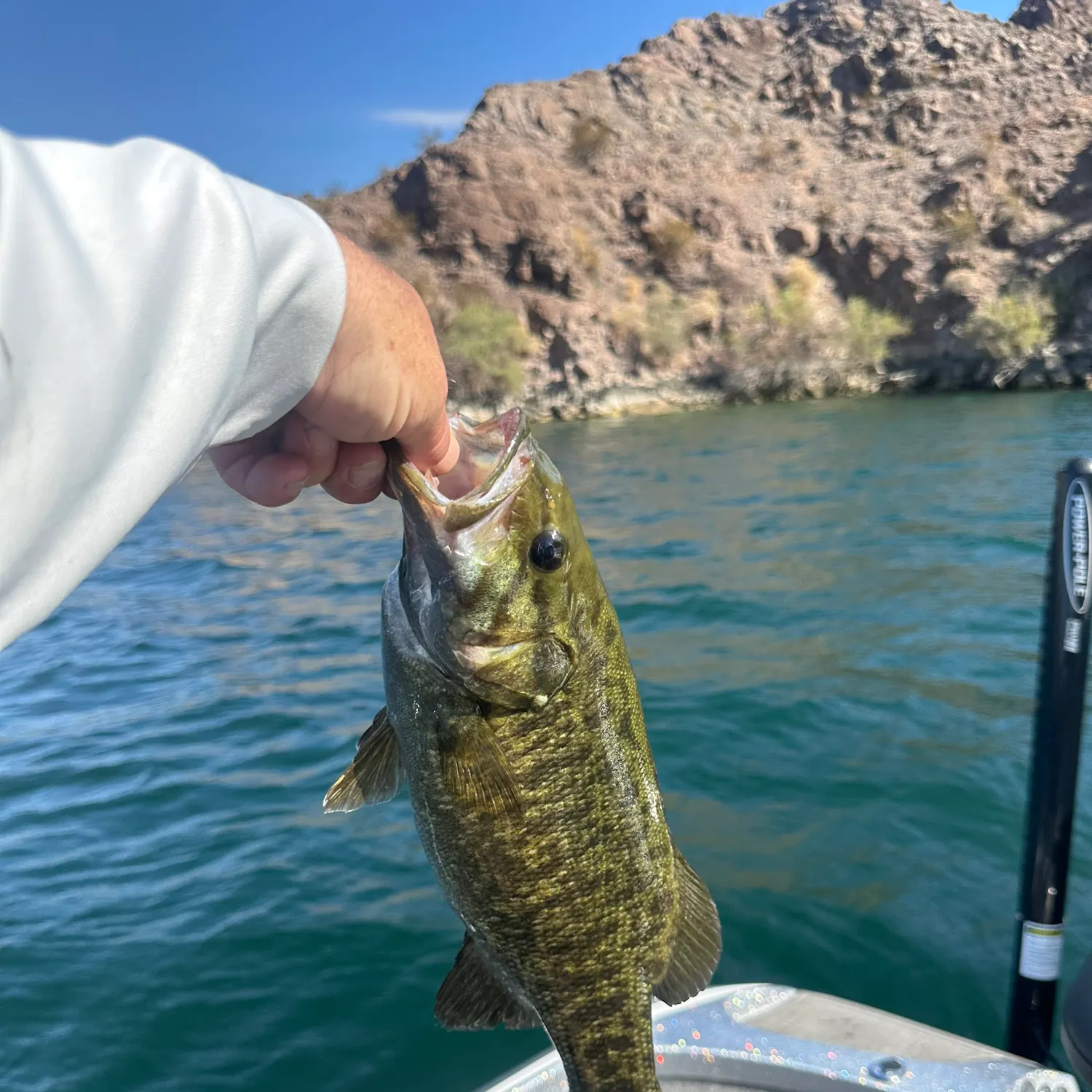Smallmouth bass caught on Fishbrain