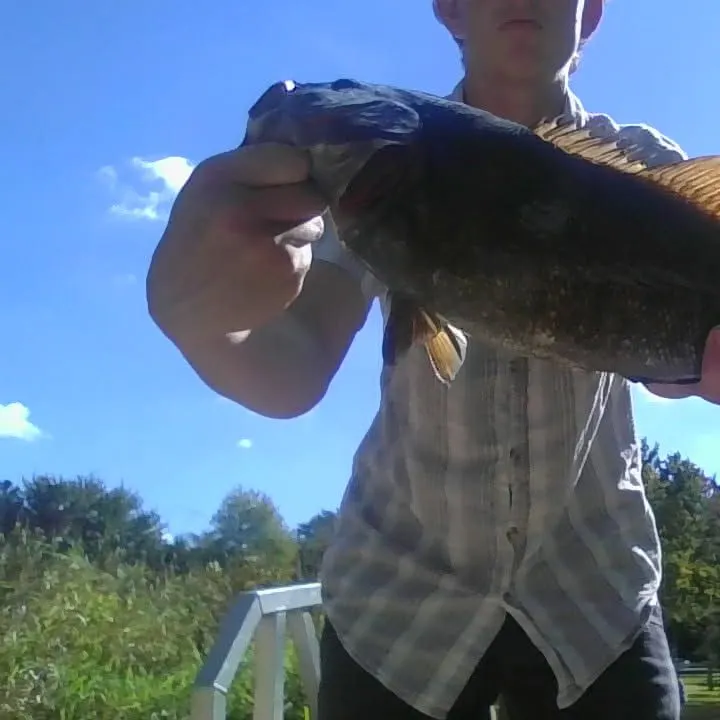 Smallmouth bass caught on Fishbrain