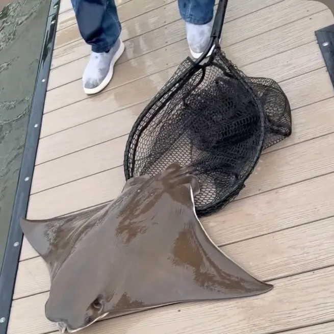 Cownose Ray caught on Fishbrain