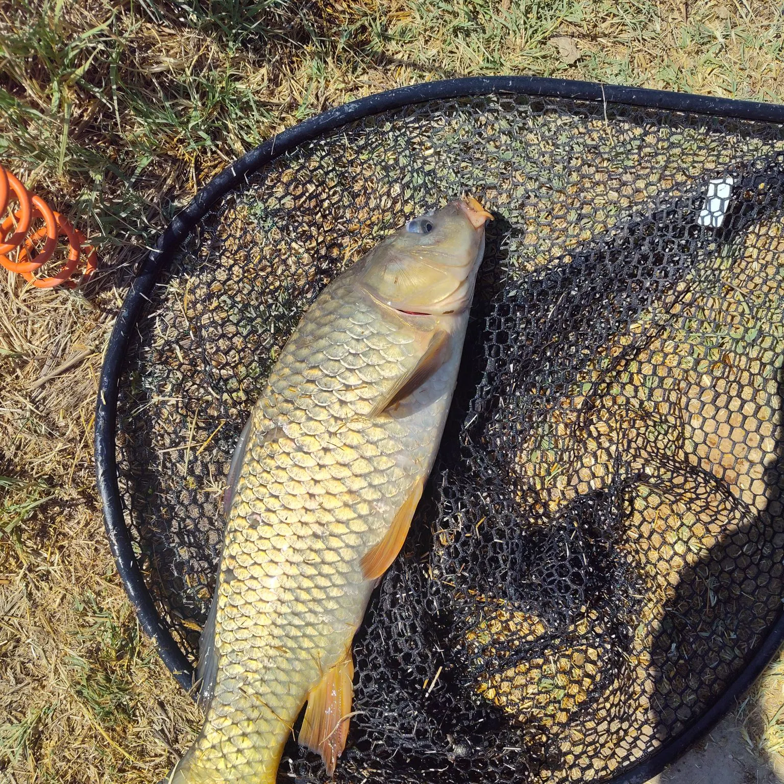 The most recent Common carp catches on Fishbrain