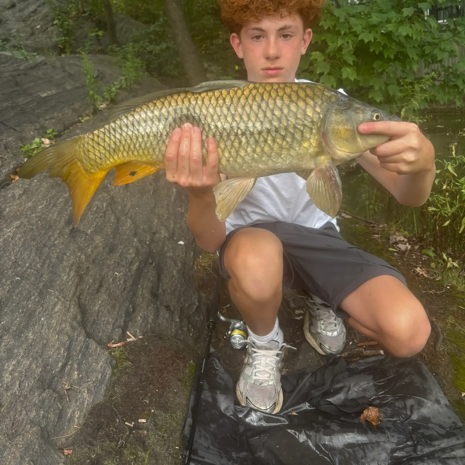 Common carp caught on Fishbrain