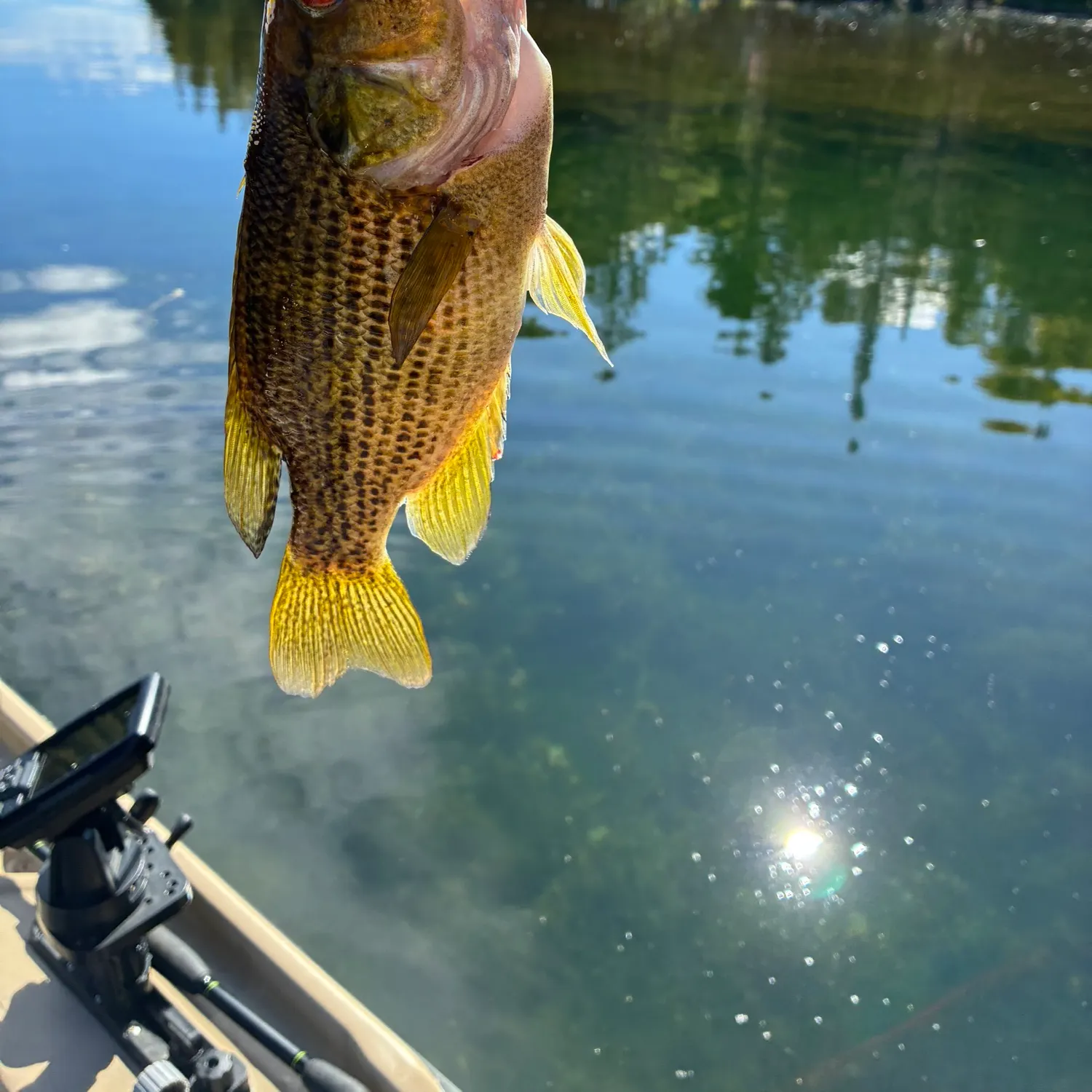 Rock bass caught on Fishbrain