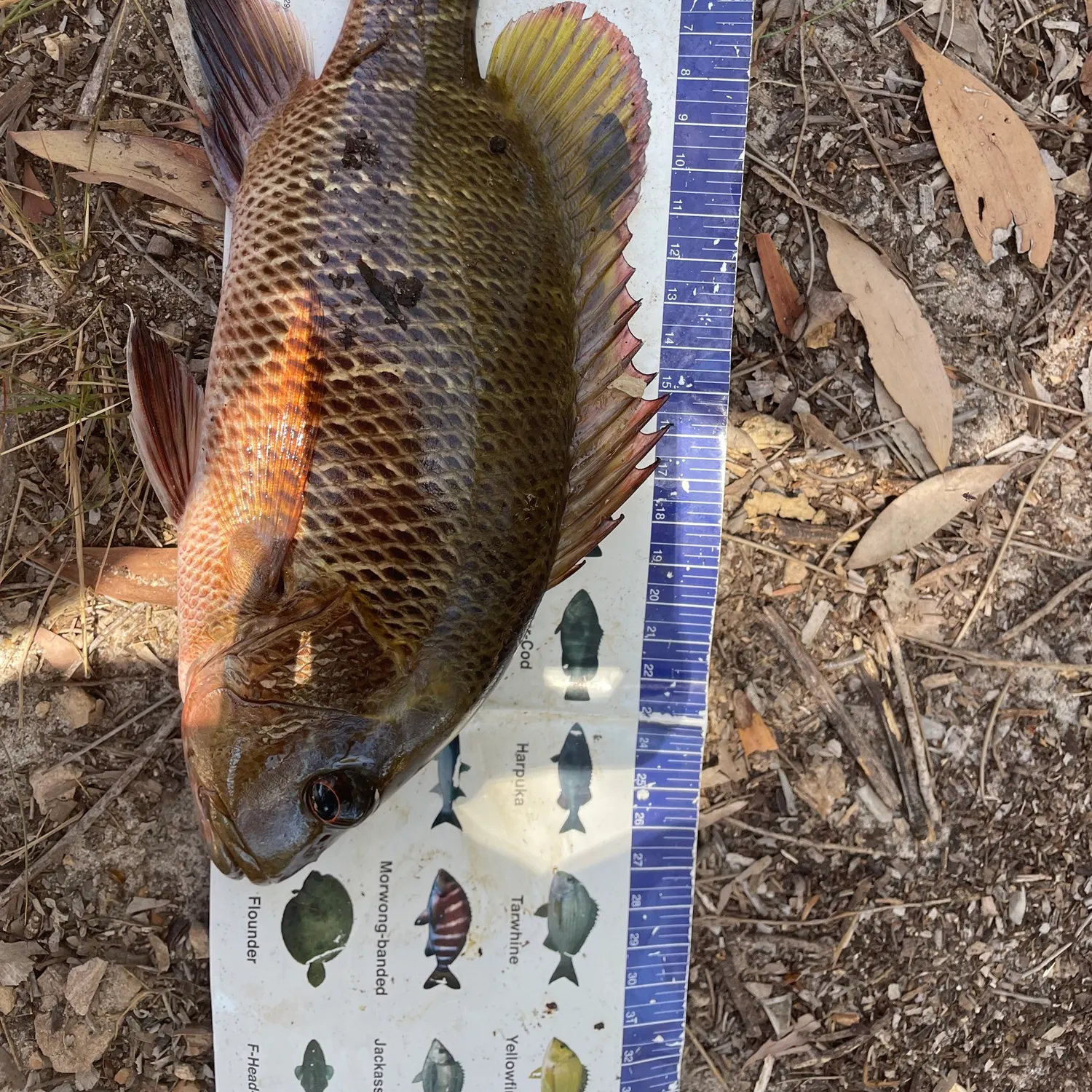 The most recent Mangrove red snapper catches on Fishbrain