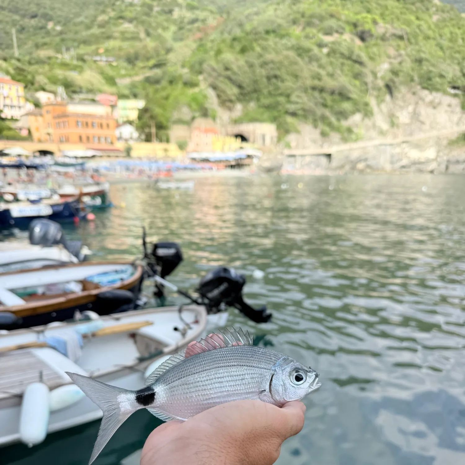 The most recent Saddled seabream catches on Fishbrain