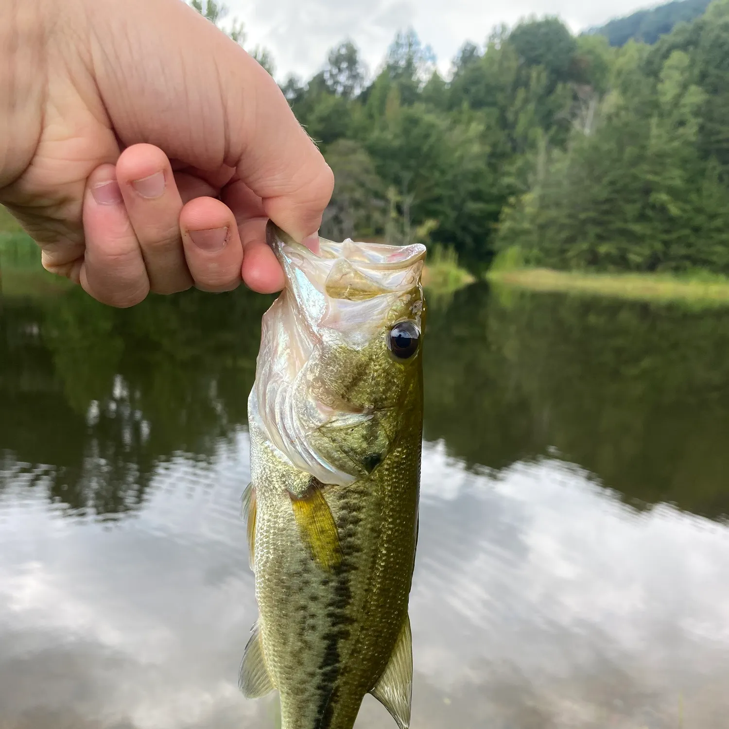 Largemouth bass caught on Fishbrain