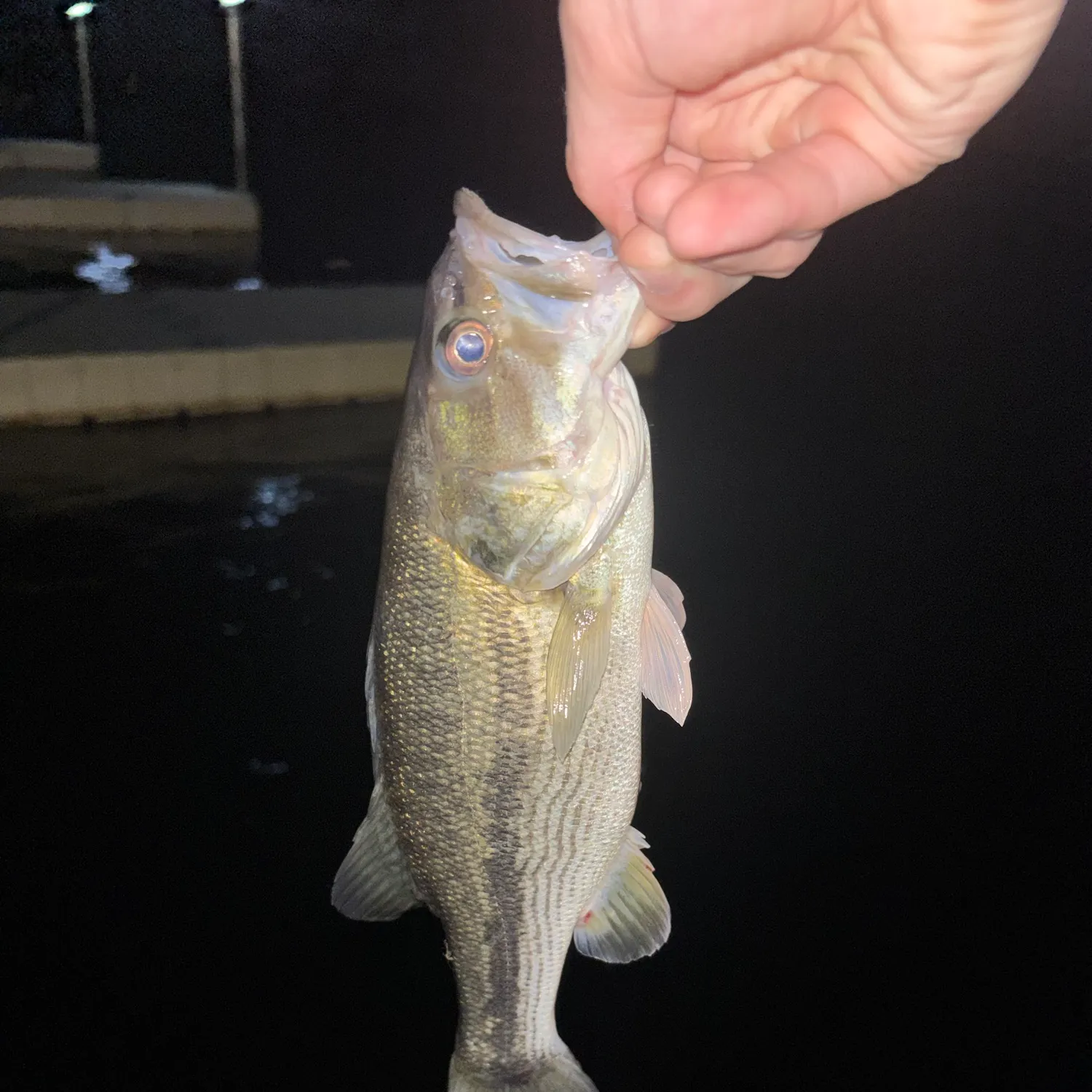 Spotted bass caught on Fishbrain