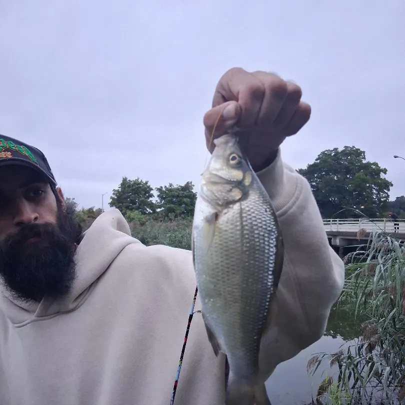 White perch caught on Fishbrain