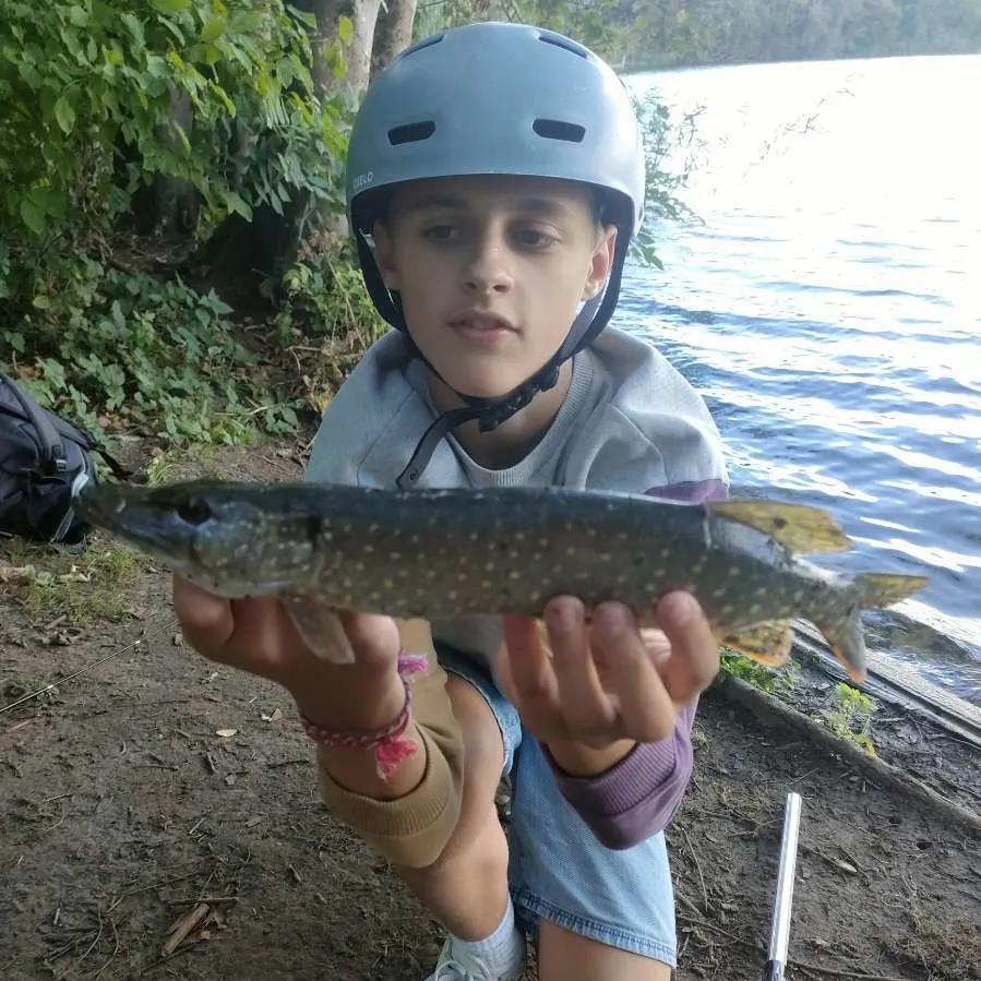 Northern pike caught on Fishbrain
