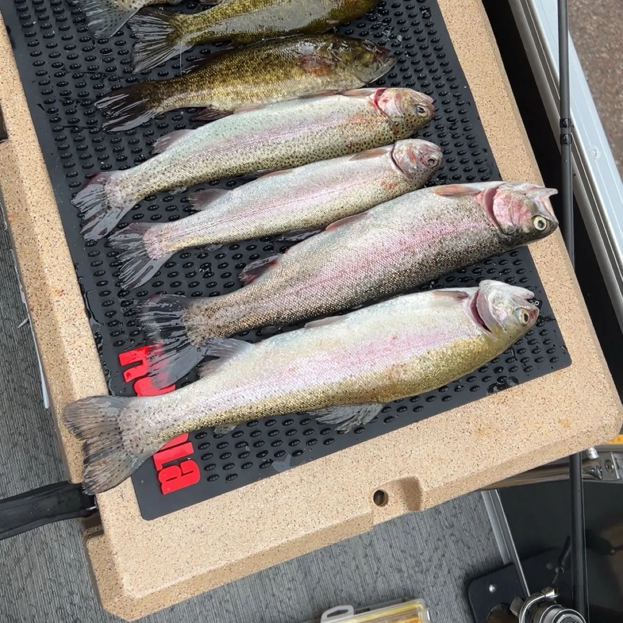 Rainbow trout caught on Fishbrain