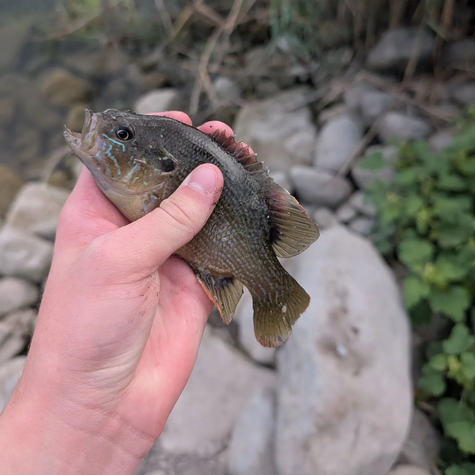 Green sunfish caught on Fishbrain