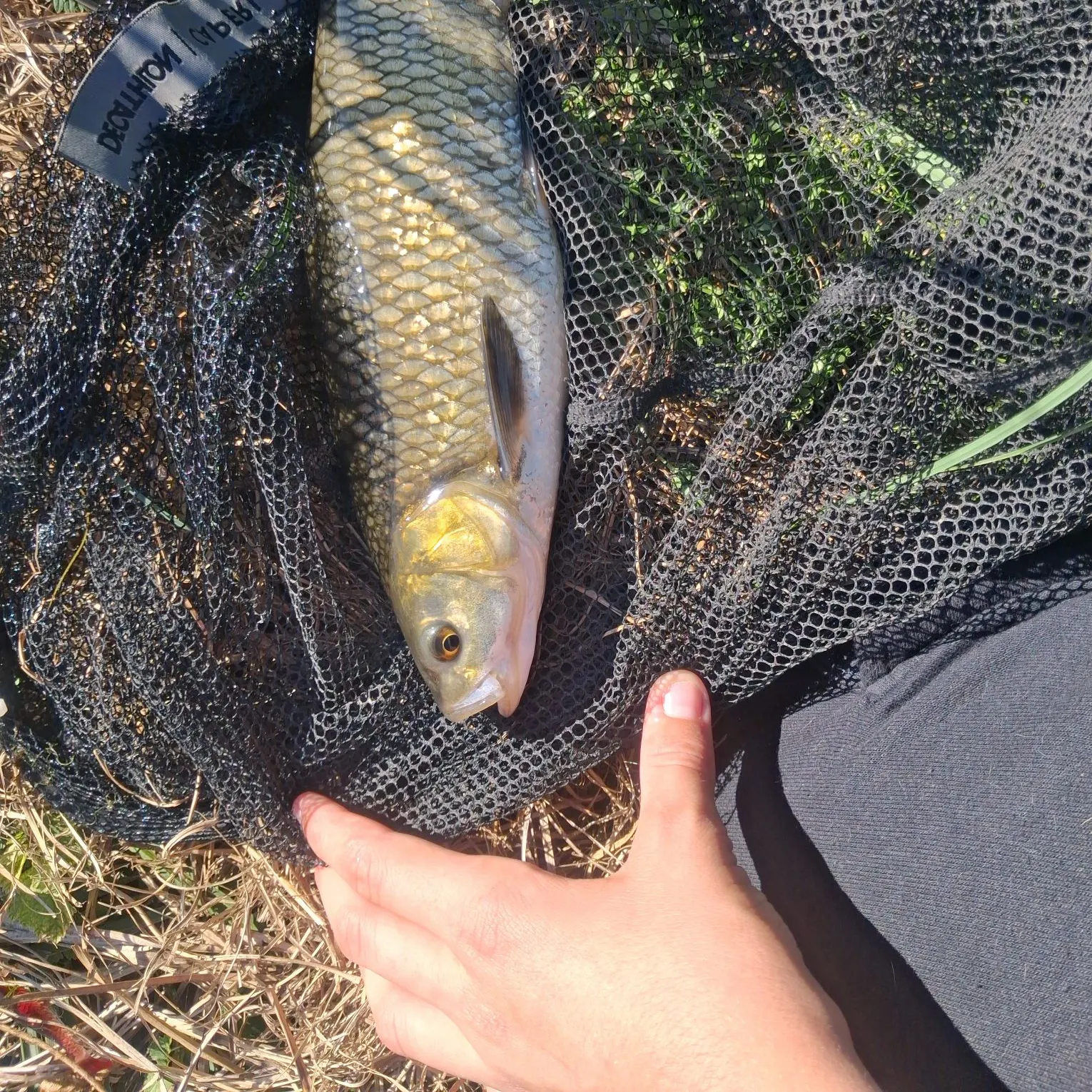 Fish caught on Fishbrain