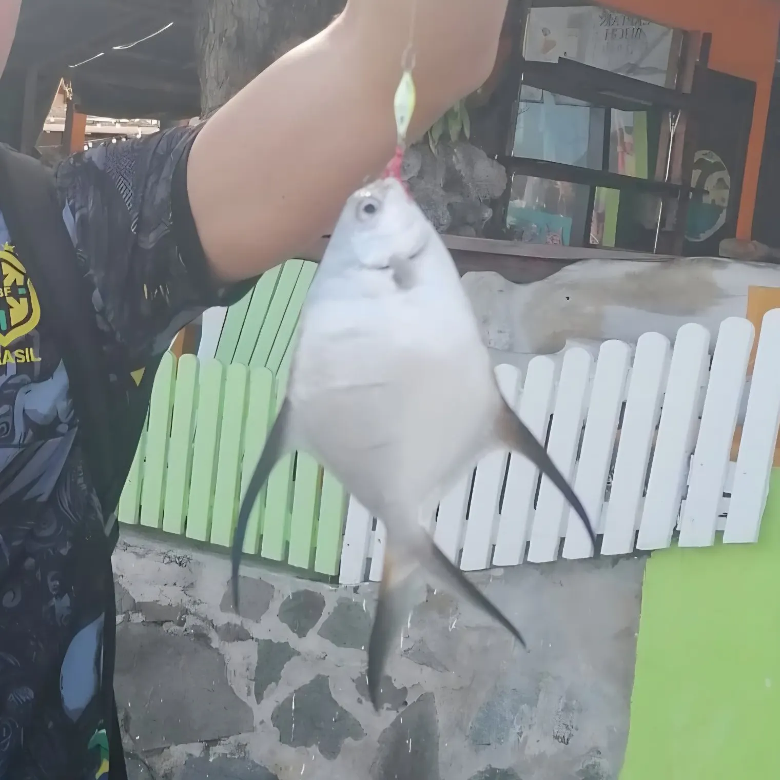 The most recent Palometa catches on Fishbrain