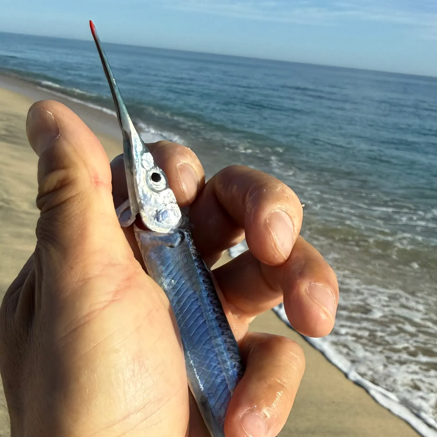 The most recent Ballyhoo halfbeak catches on Fishbrain