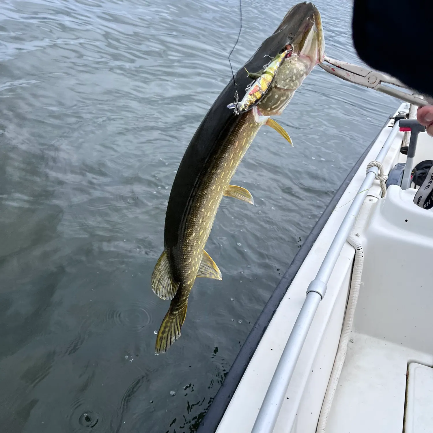 Northern pike caught on Fishbrain