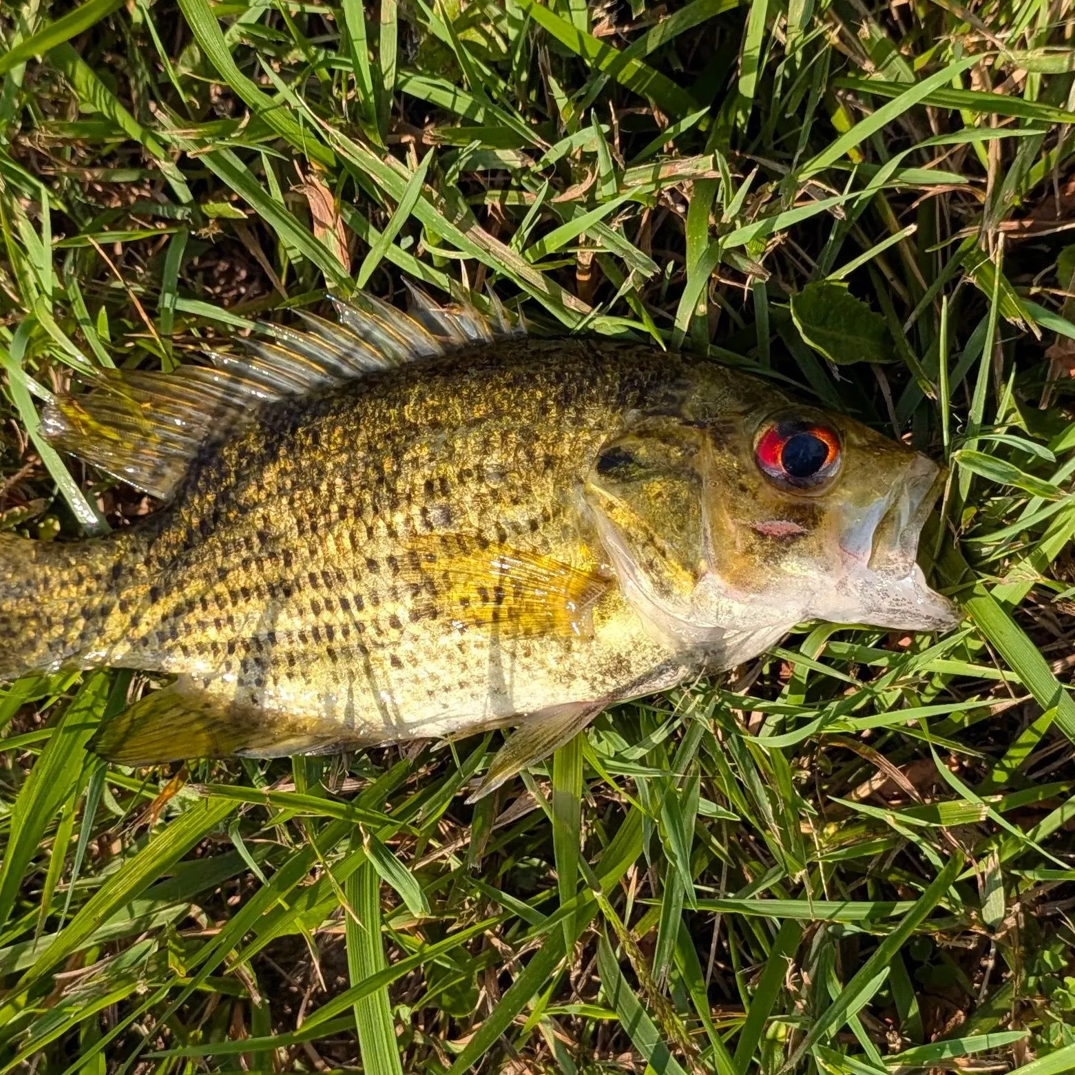 Rock bass caught on Fishbrain