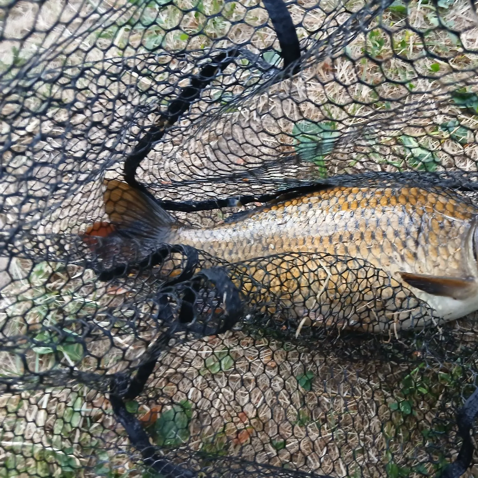 Common carp caught on Fishbrain