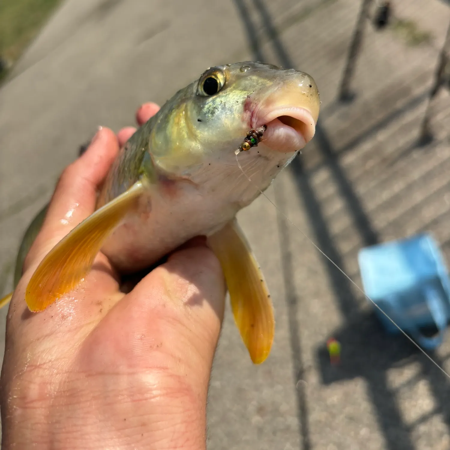 The most recent Shorthead redhorse catches on Fishbrain