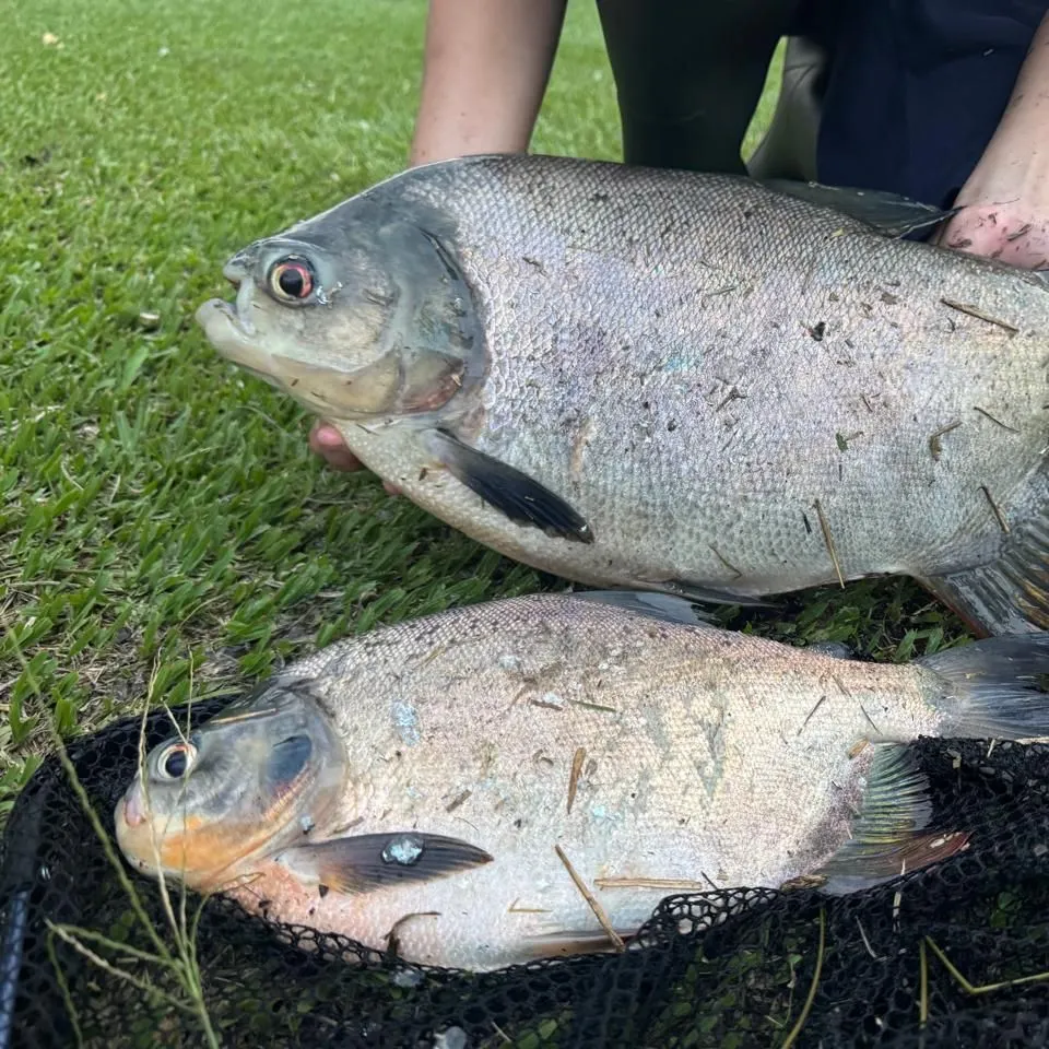 Fish caught on Fishbrain